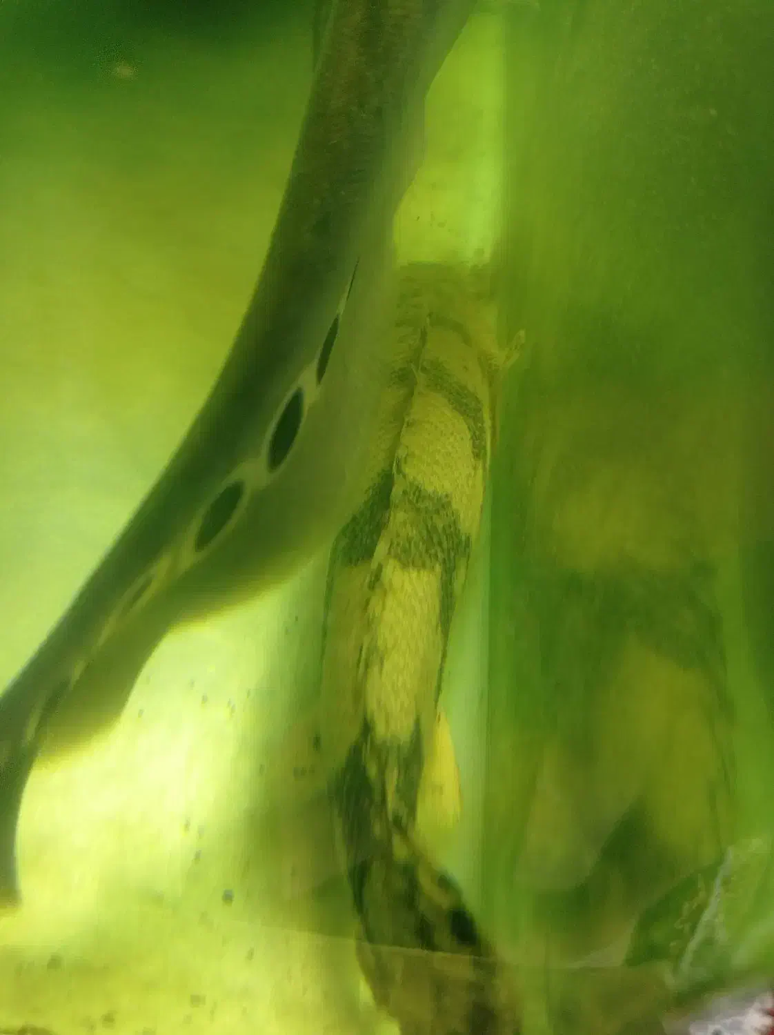 مانستر فیش|ماهی|کاشان, کارگر|دیوار