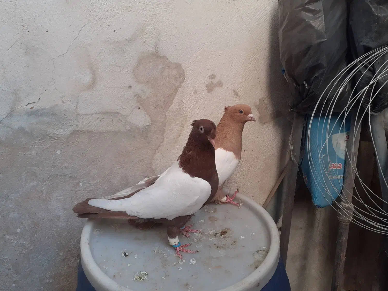 سینه دوکاکله|پرنده|شیراز, بازار|دیوار