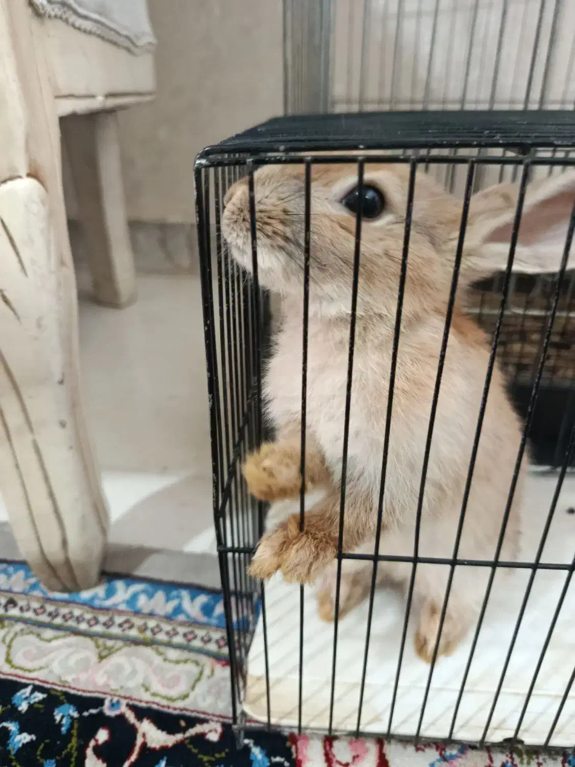 خرگوش مینیاتوری باهوش|موش و خرگوش|تهران, مسعودیه|دیوار