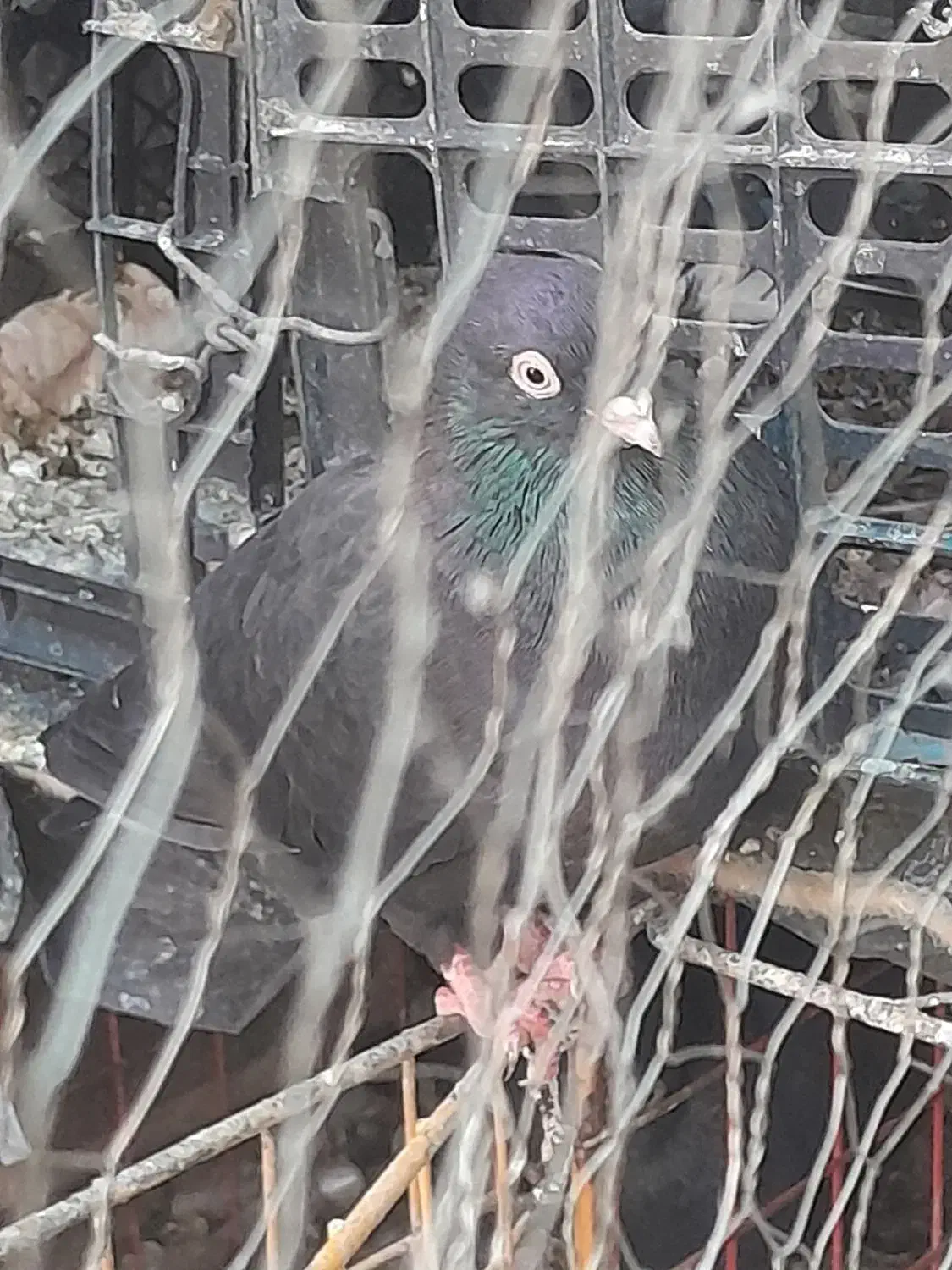 کبوتر|پرنده|ایذه, |دیوار