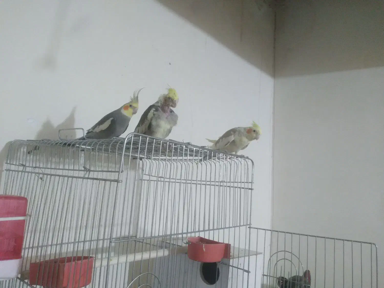 عروس حلندی|پرنده|رفسنجان, |دیوار