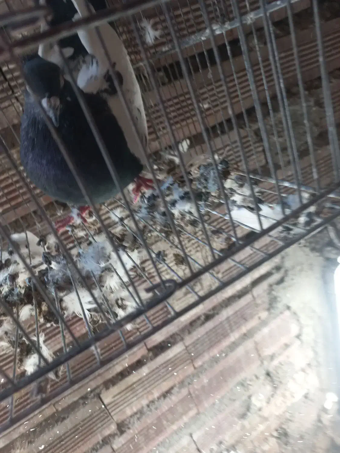 کبوترقارنی قره وککیلی|پرنده|اردبیل, |دیوار