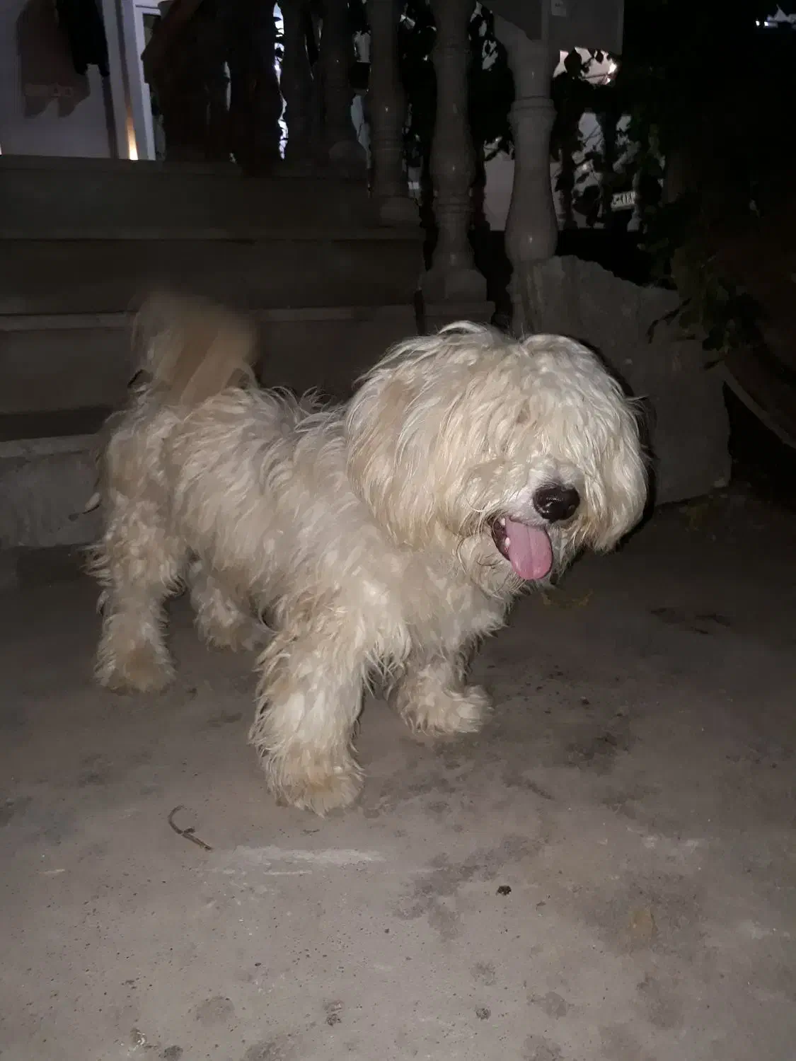 سگ پشمالو سفید|سگ|مسجد سلیمان, |دیوار