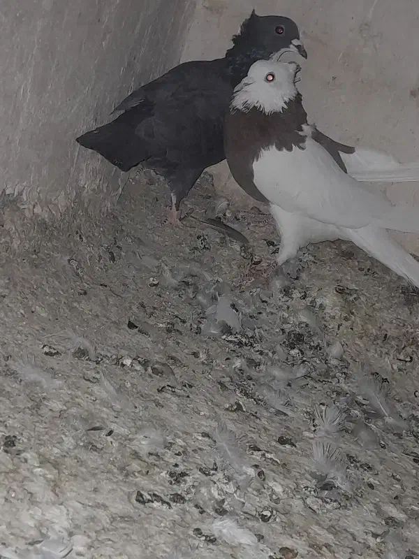 کفتر|پرنده|مه ولات, |دیوار