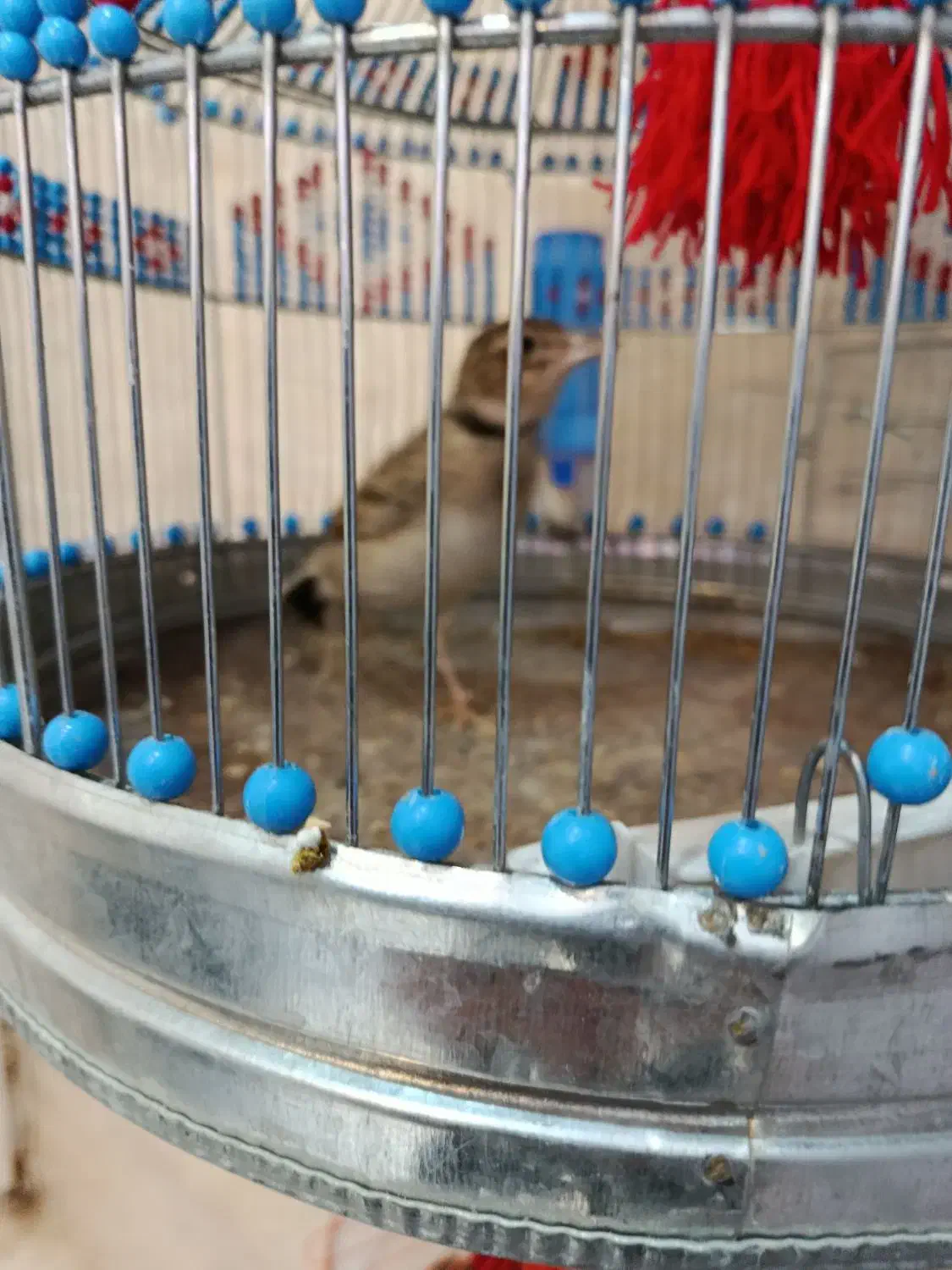 سره خاکی|پرنده|قم, عمار یاسر|دیوار