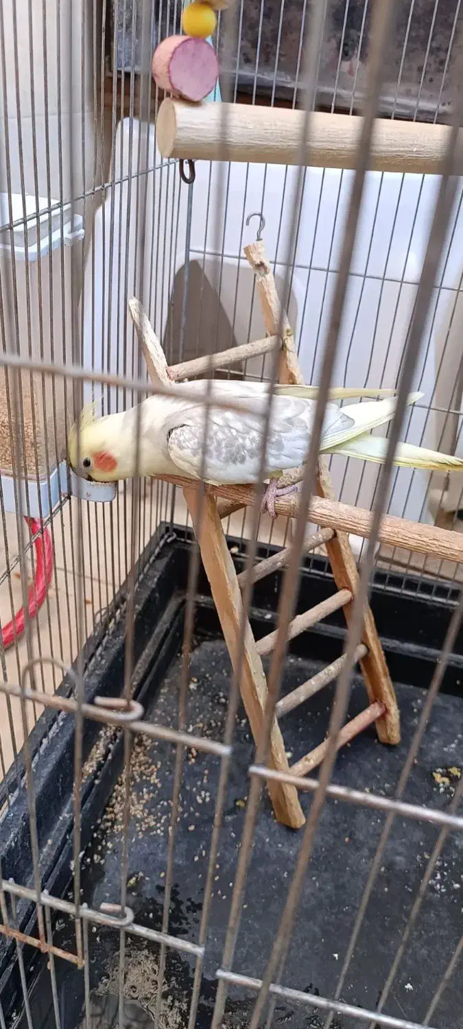 عروس هلندی دوکت پروانه|پرنده|شهریار, یوسف آباد صیرفی|دیوار