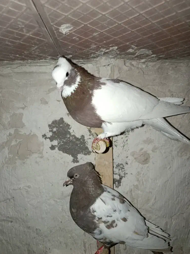 کبوتر طوقی دمبی سینه ای|پرنده|سپیدان, |دیوار