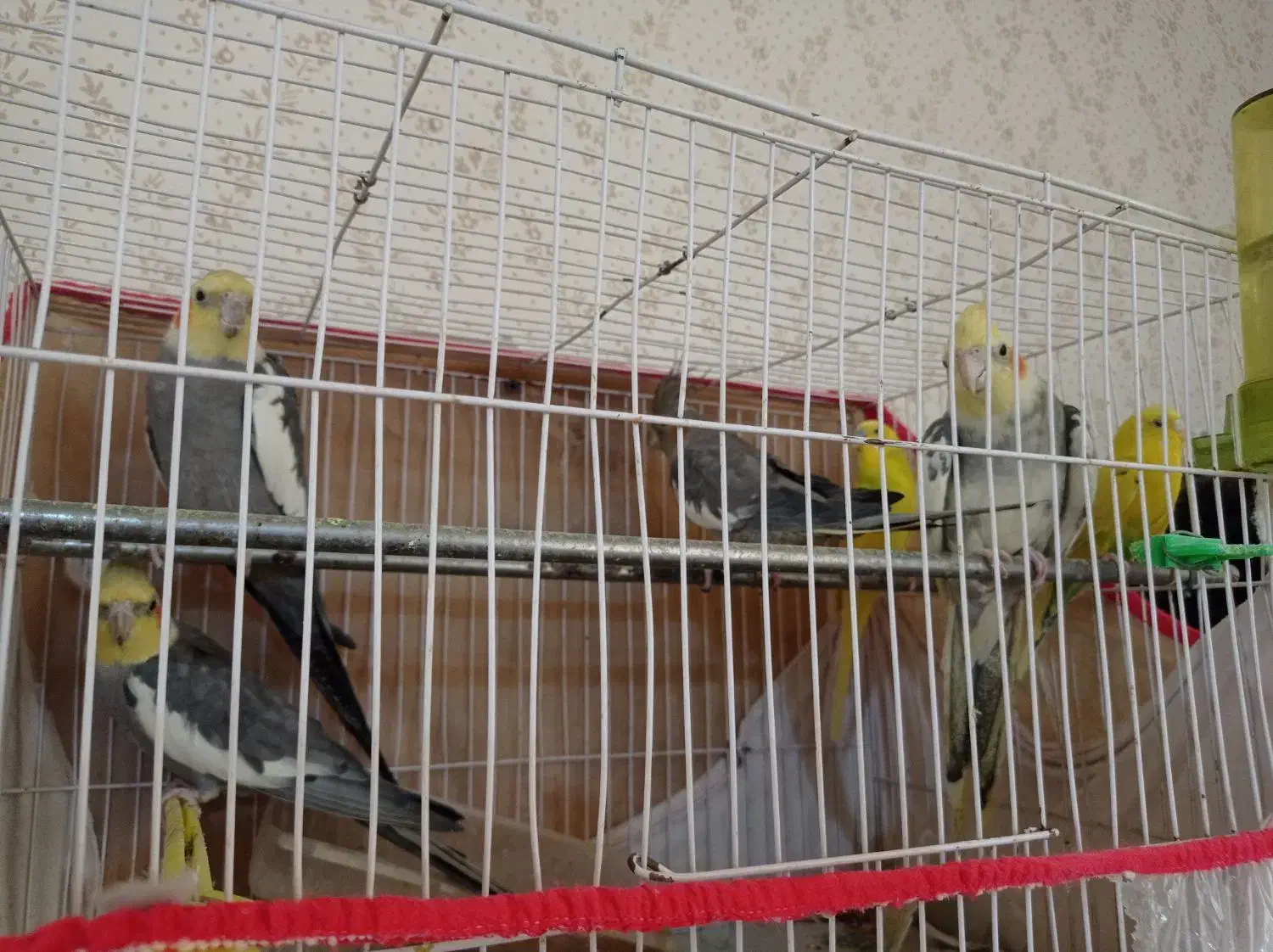 عروس هلندی و مرغ عشق|پرنده|تربت‌حیدریه, ده پائین|دیوار