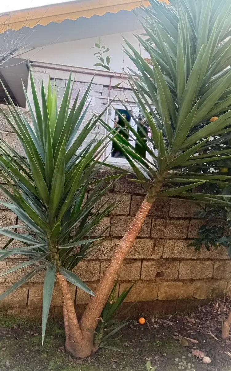 فروش گل شمشادی و گل یوکا|گل و گیاه طبیعی|شلمان, |دیوار