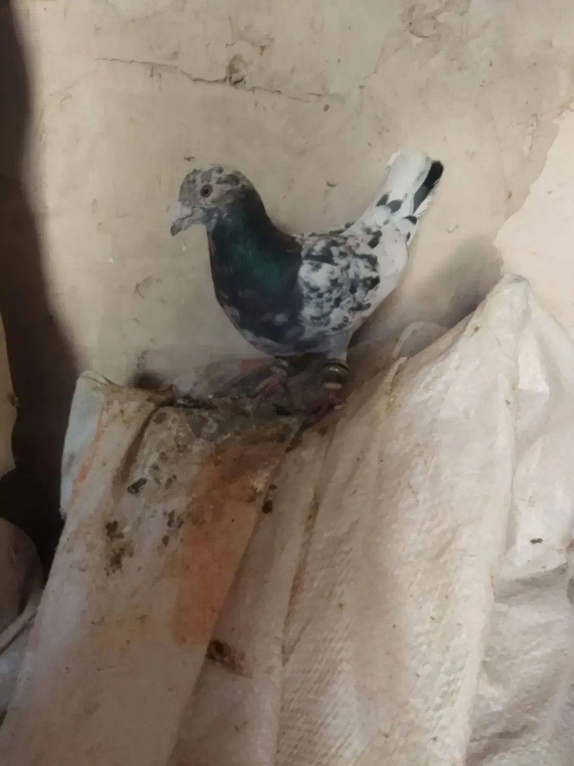 دو عدد کفتر نر قلدور فروشی|پرنده|میان ولایت, |دیوار