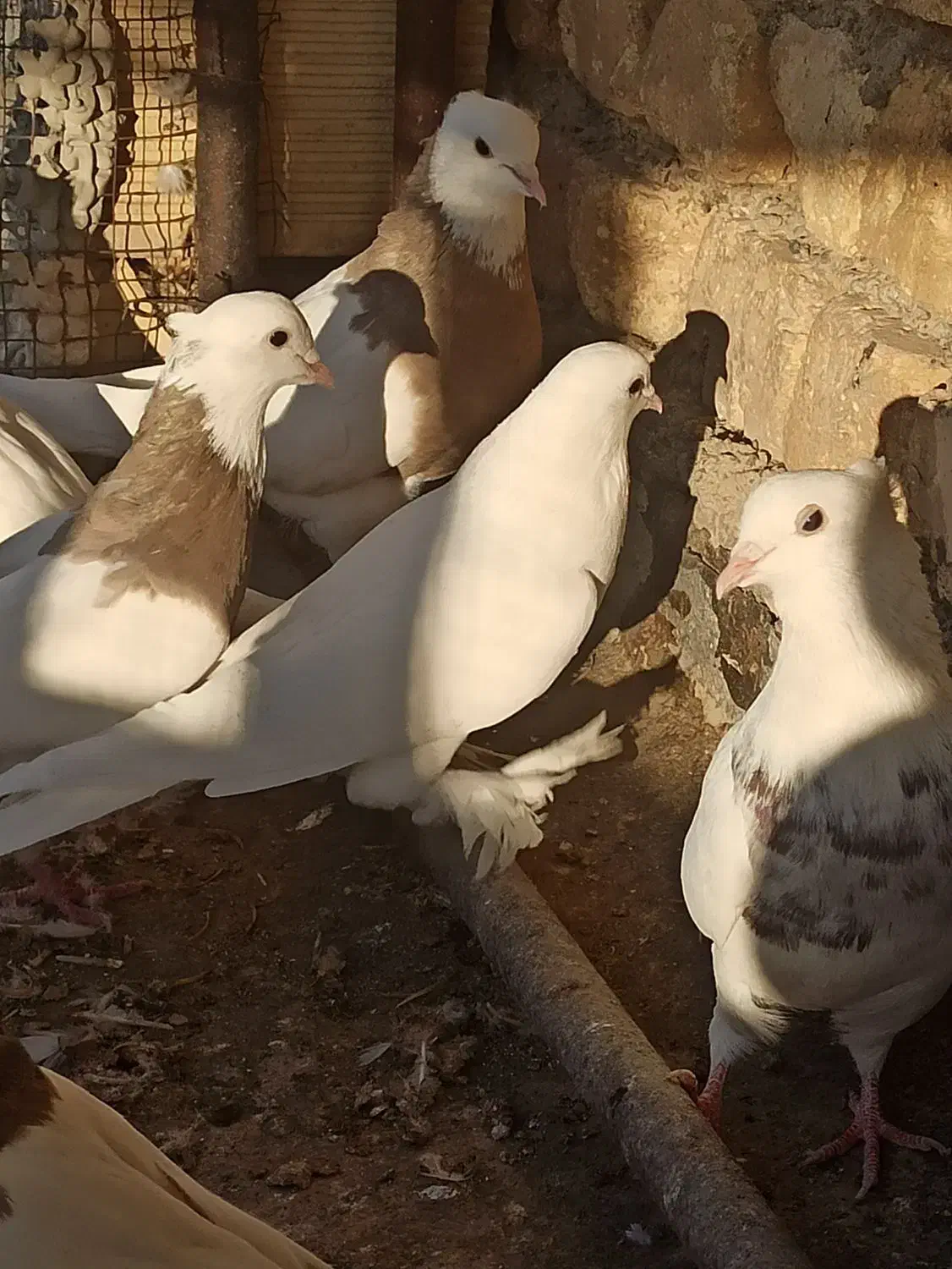 کبوتر پتیوال یا ترکیه ای|پرنده|ابریشم, |دیوار