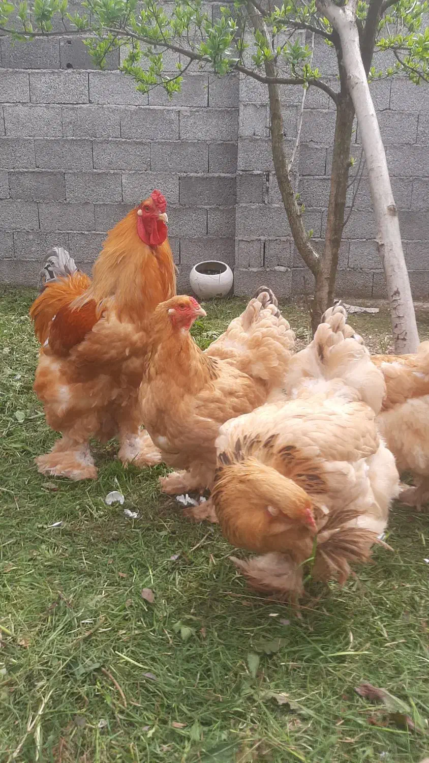 تخم مرغ برهما|حیوانات مزرعه|رشت, بیجارپس|دیوار