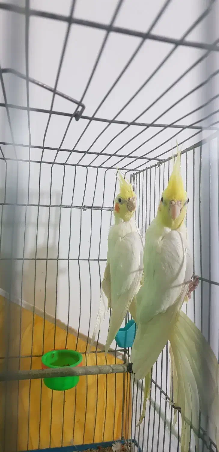 عروس،هلندی|پرنده|خوسف, |دیوار