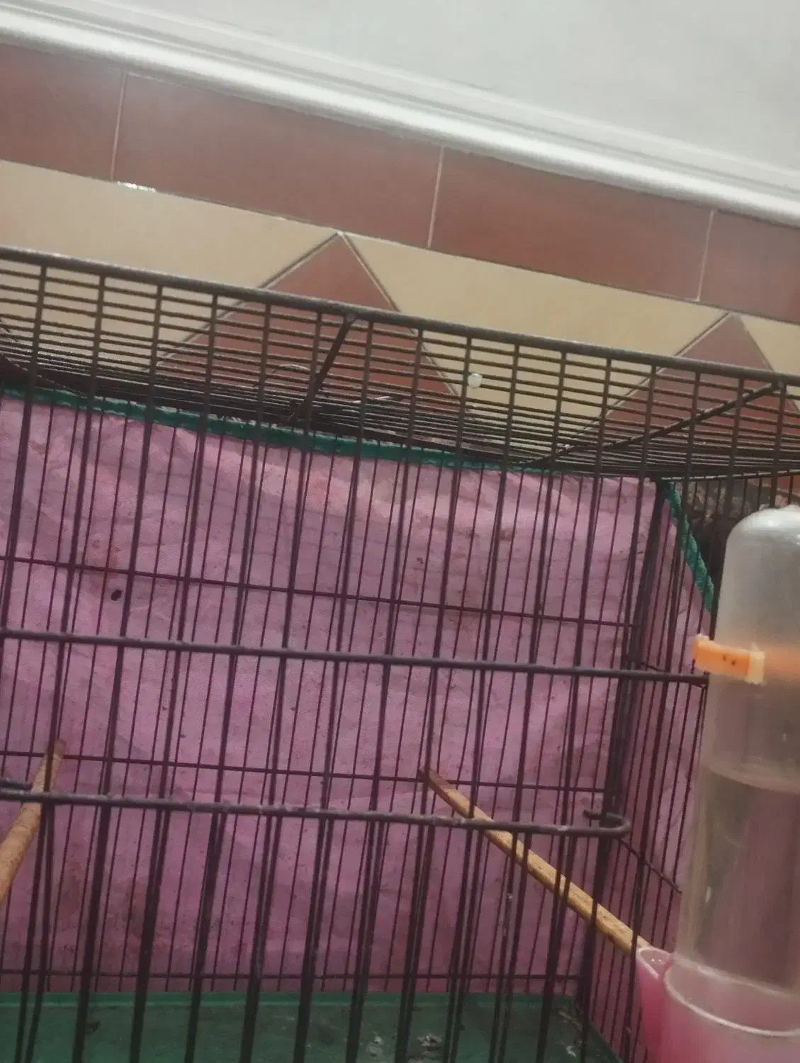 یک عدد قناری|پرنده|سوسنگرد, |دیوار