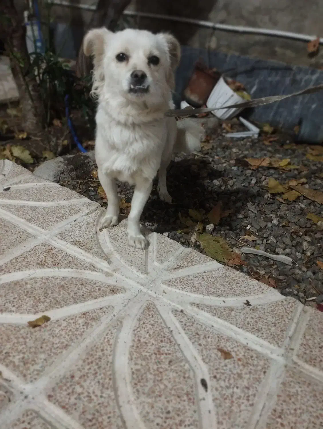 سگ روباهی|سگ|شبستر, |دیوار