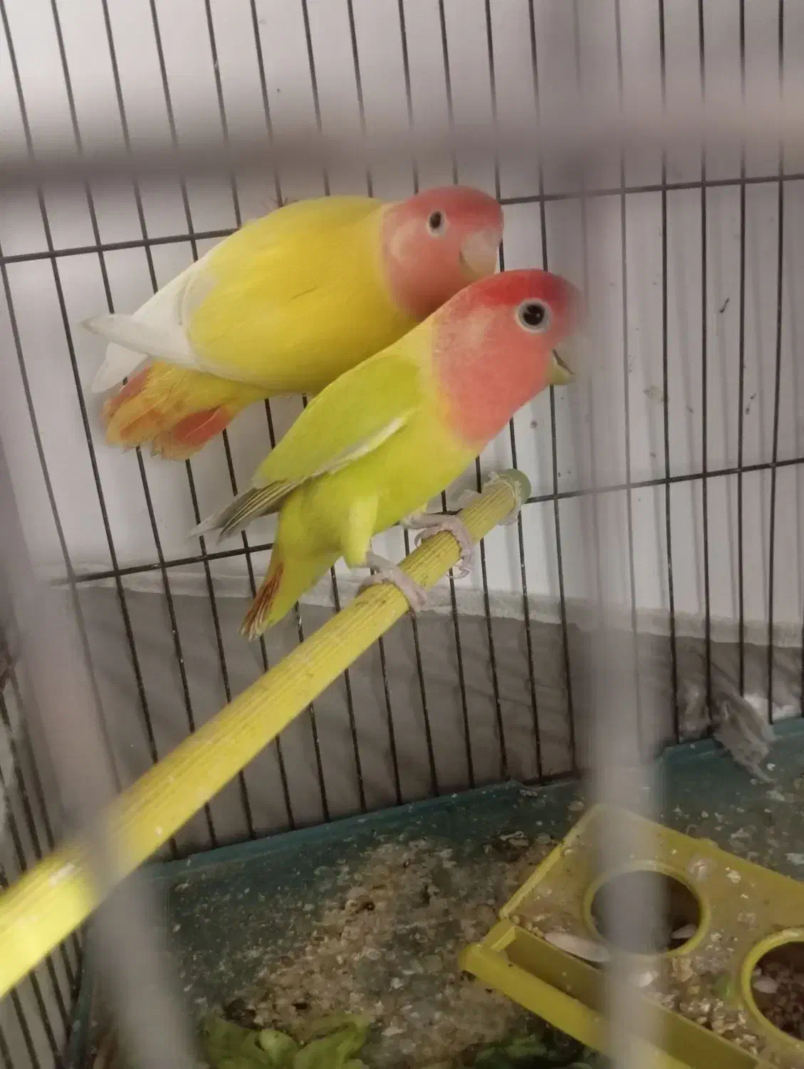 پرند عروس البینو نر وجفت طوطی برزیلی|پرنده|باوی, |دیوار