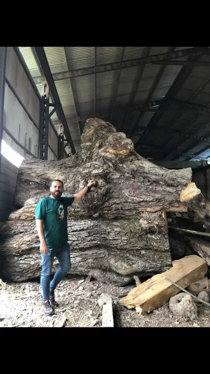 فروش عمده تخته چوب گردو با مجوز|عمدهفروشی|تهران, آجودانیه|دیوار