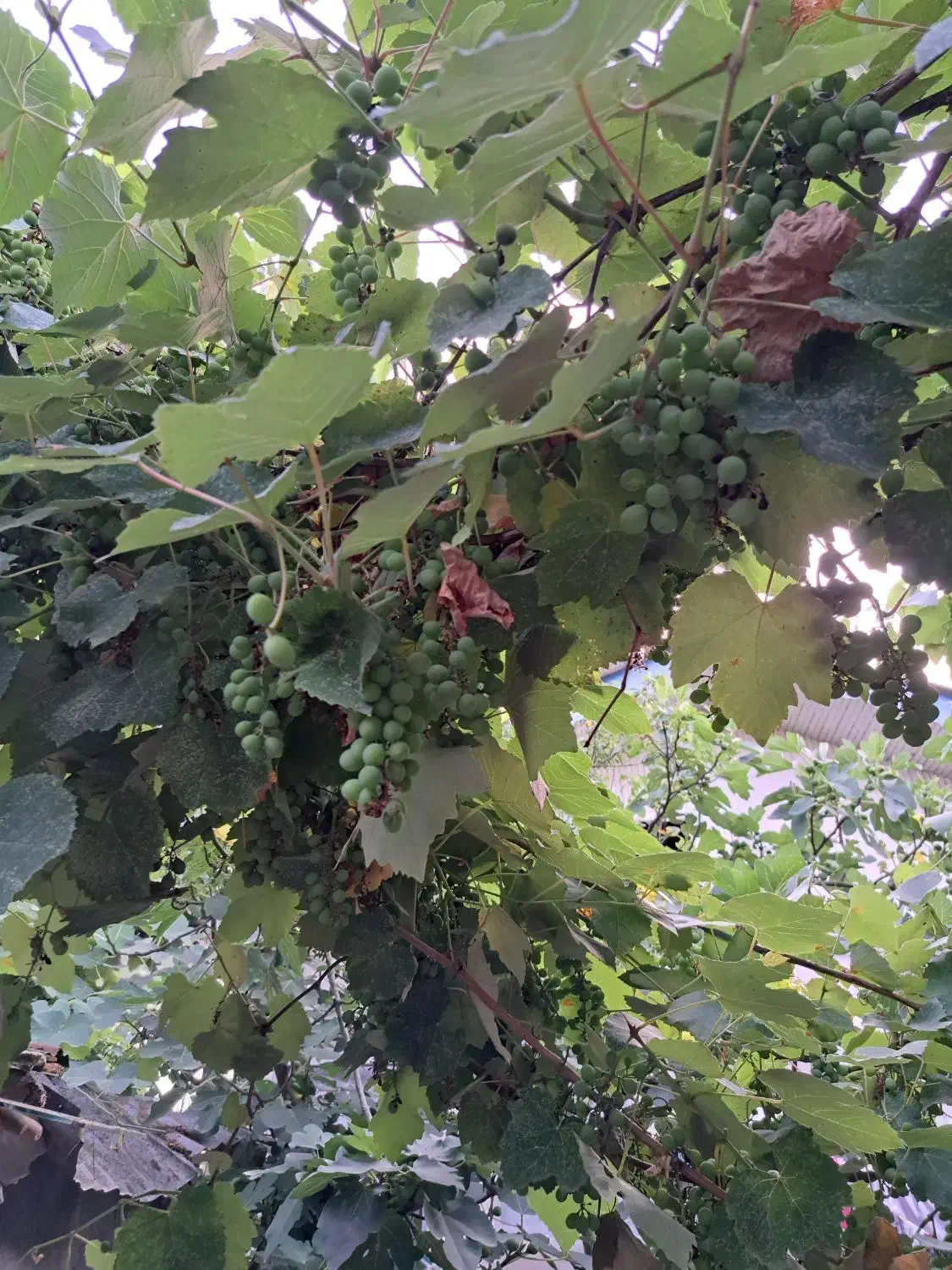 آب غوره|خوردنی و آشامیدنی|رشت, لاکان شهر|دیوار