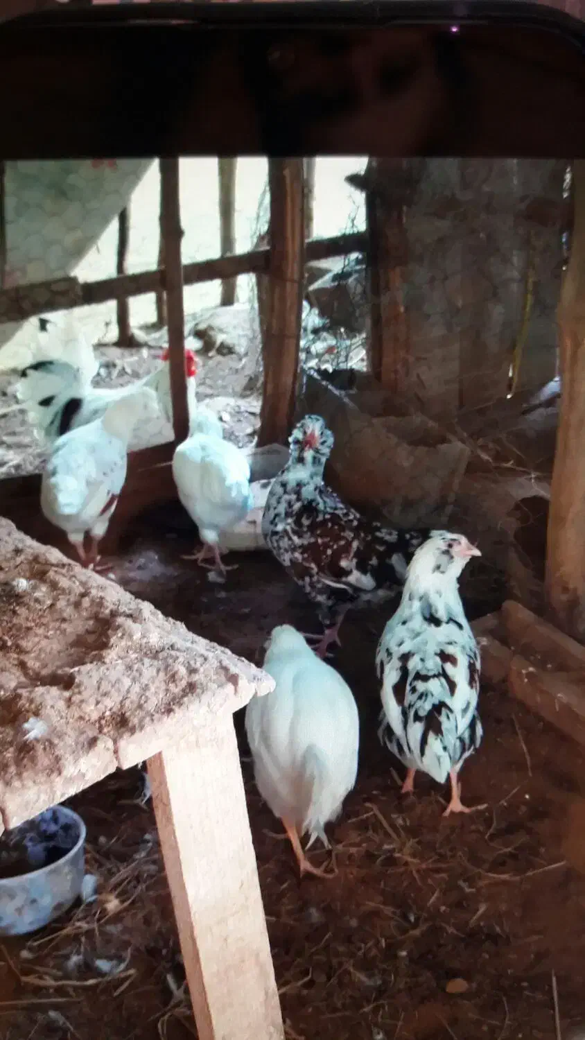 جوجه مرغ زینتی (گلین لری وبرهماوکوشین وآیسباراصل)|حیوانات مزرعه|سیاهکل, |دیوار