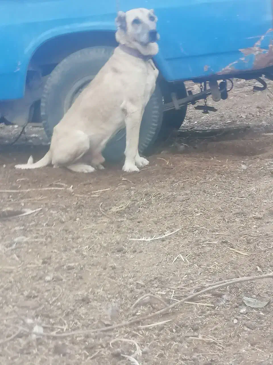 سگ سرابی اصیل|سگ|زارچ, |دیوار