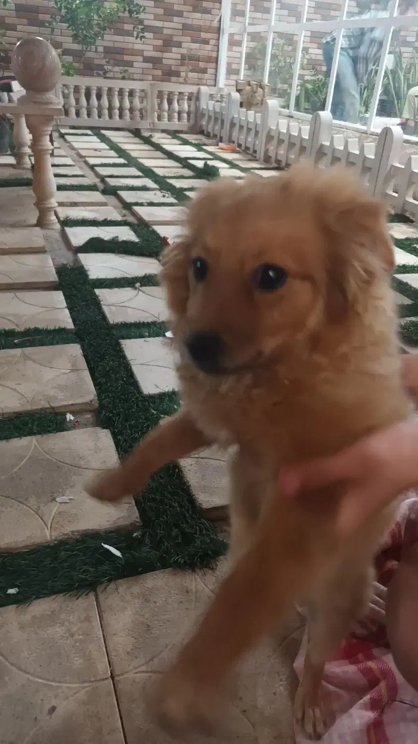 سگ پامر|سگ|مسجد سلیمان, |دیوار