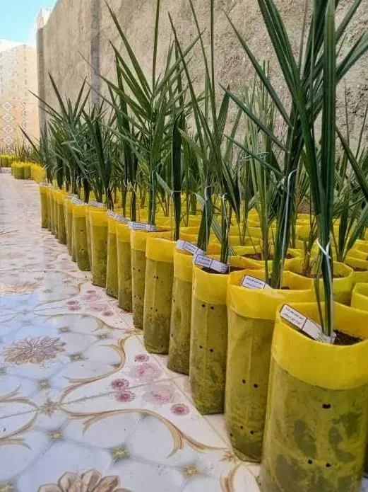 نخل مجول مراکشی اصل|خدمات باغبانی و درختکاری|سراوان, |دیوار