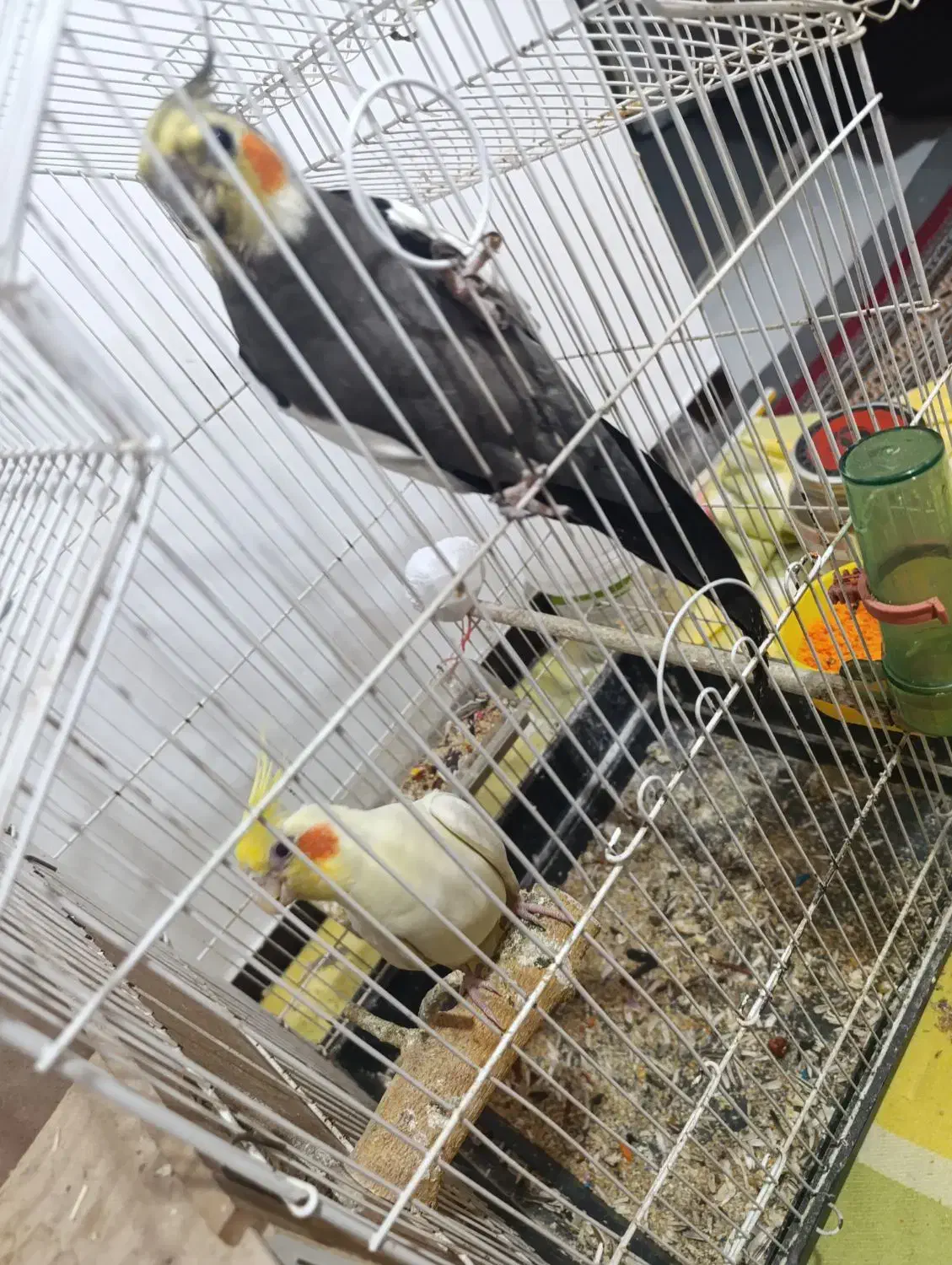 عروس هلندی|پرنده|سوسنگرد, |دیوار