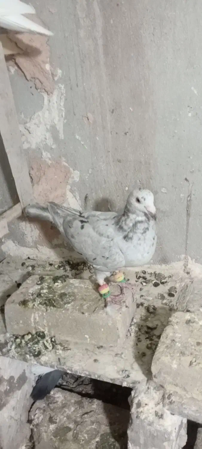 کفتر فروشی|پرنده|سبزوار, زینبیه|دیوار