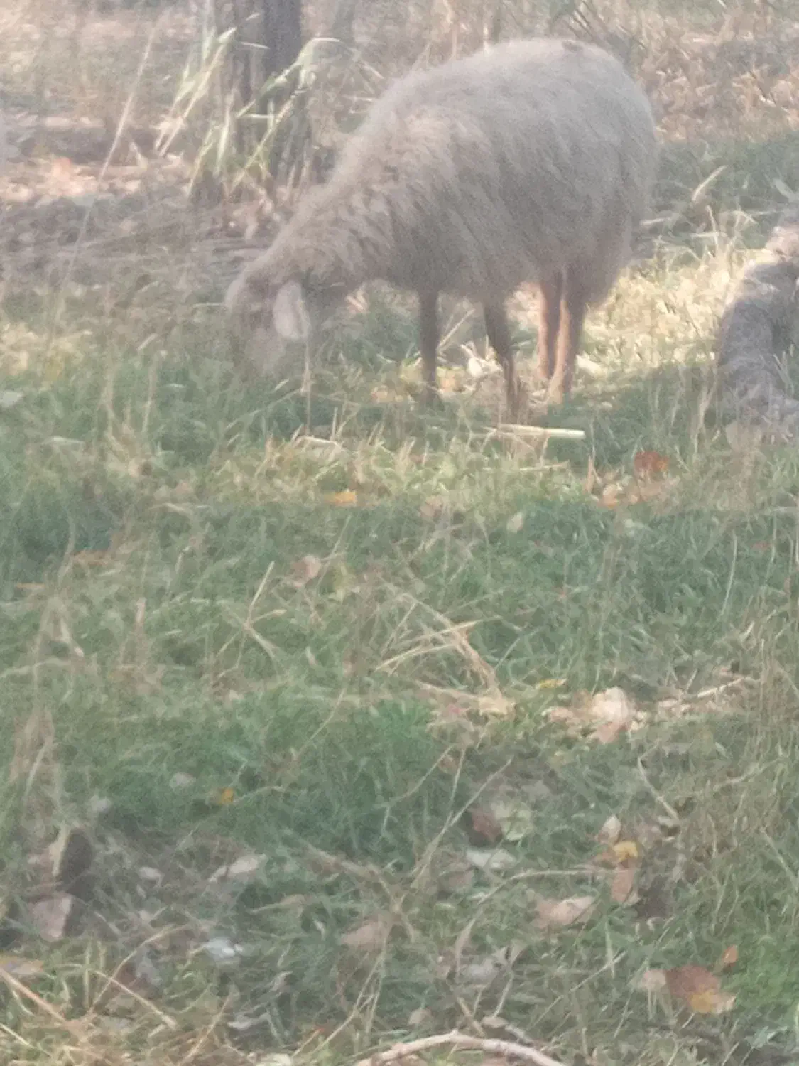 ۵ عدد توغلو ماده|حیوانات مزرعه|پارس‌آباد, |دیوار