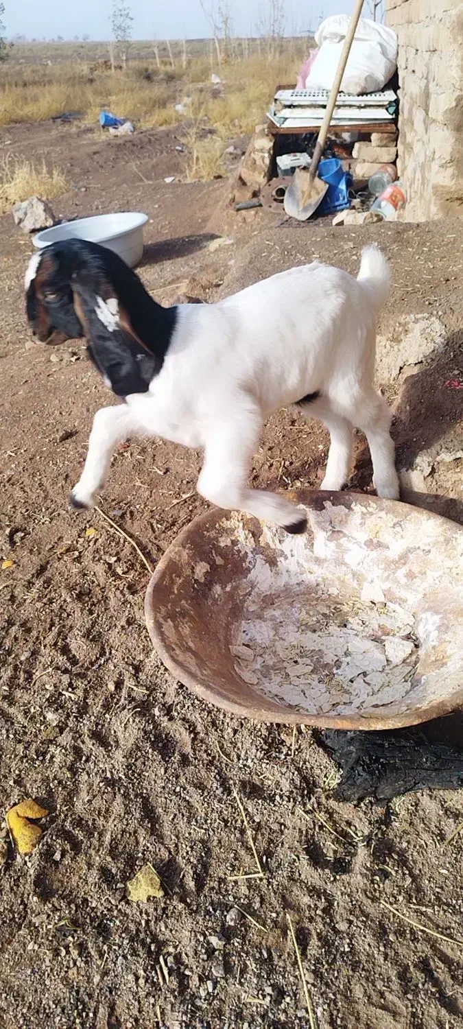 بوزدوقلوزا جوان با2ته بوزغاله|حیوانات مزرعه|اشتهارد, |دیوار