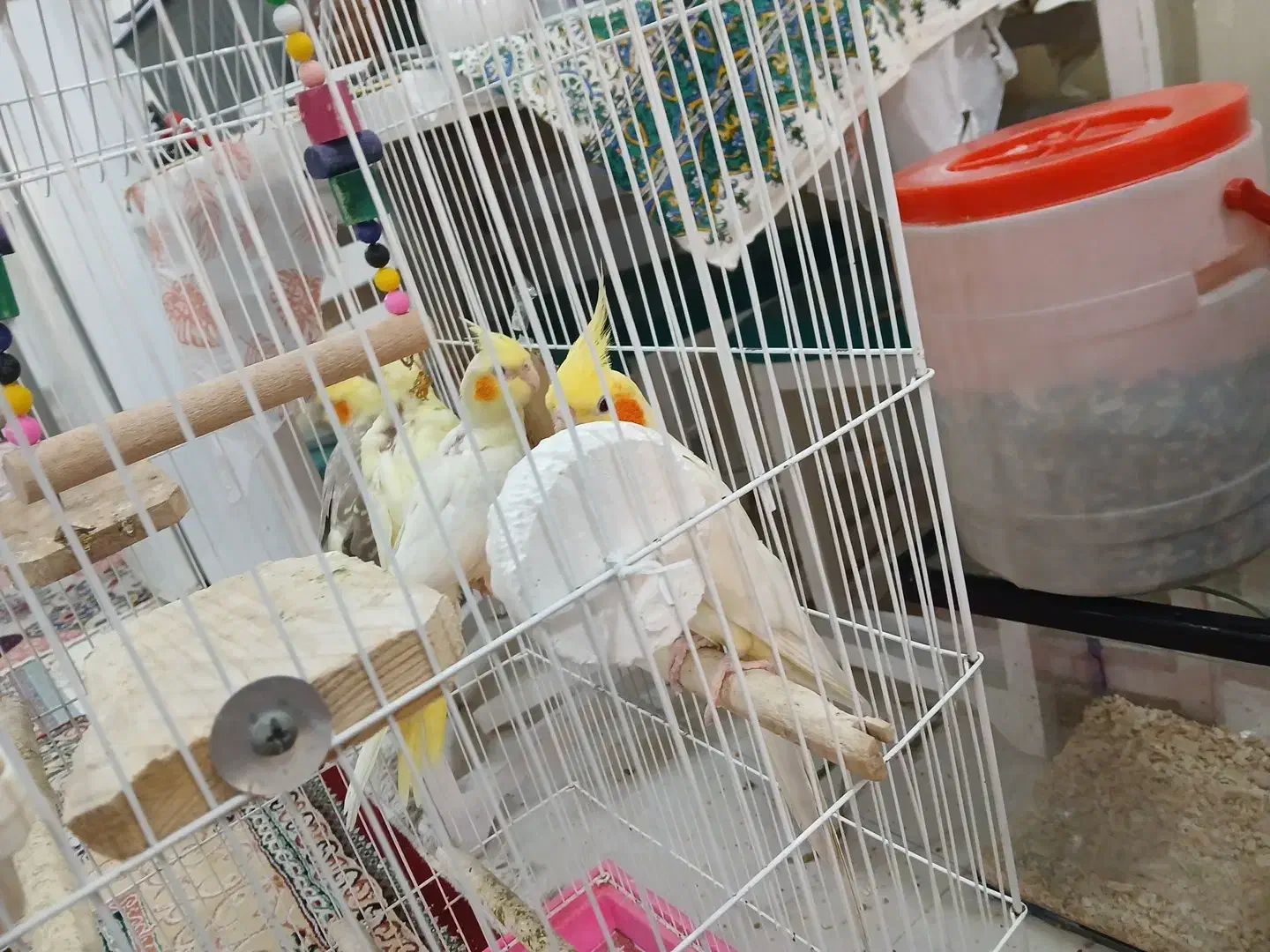 جفت عروس هلندی|پرنده|اهواز, گلستان|دیوار