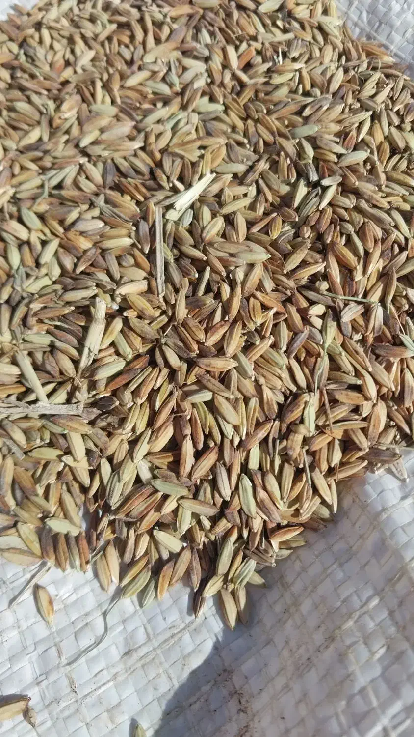 شلتوک|خدمات باغبانی و درختکاری|باوی, |دیوار