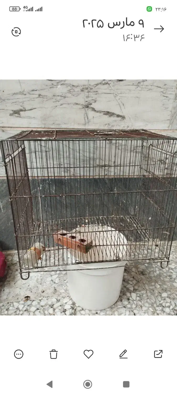 انواع قفس|لوازم جانبی حیوانات|قدس, شهر‌قدس|دیوار