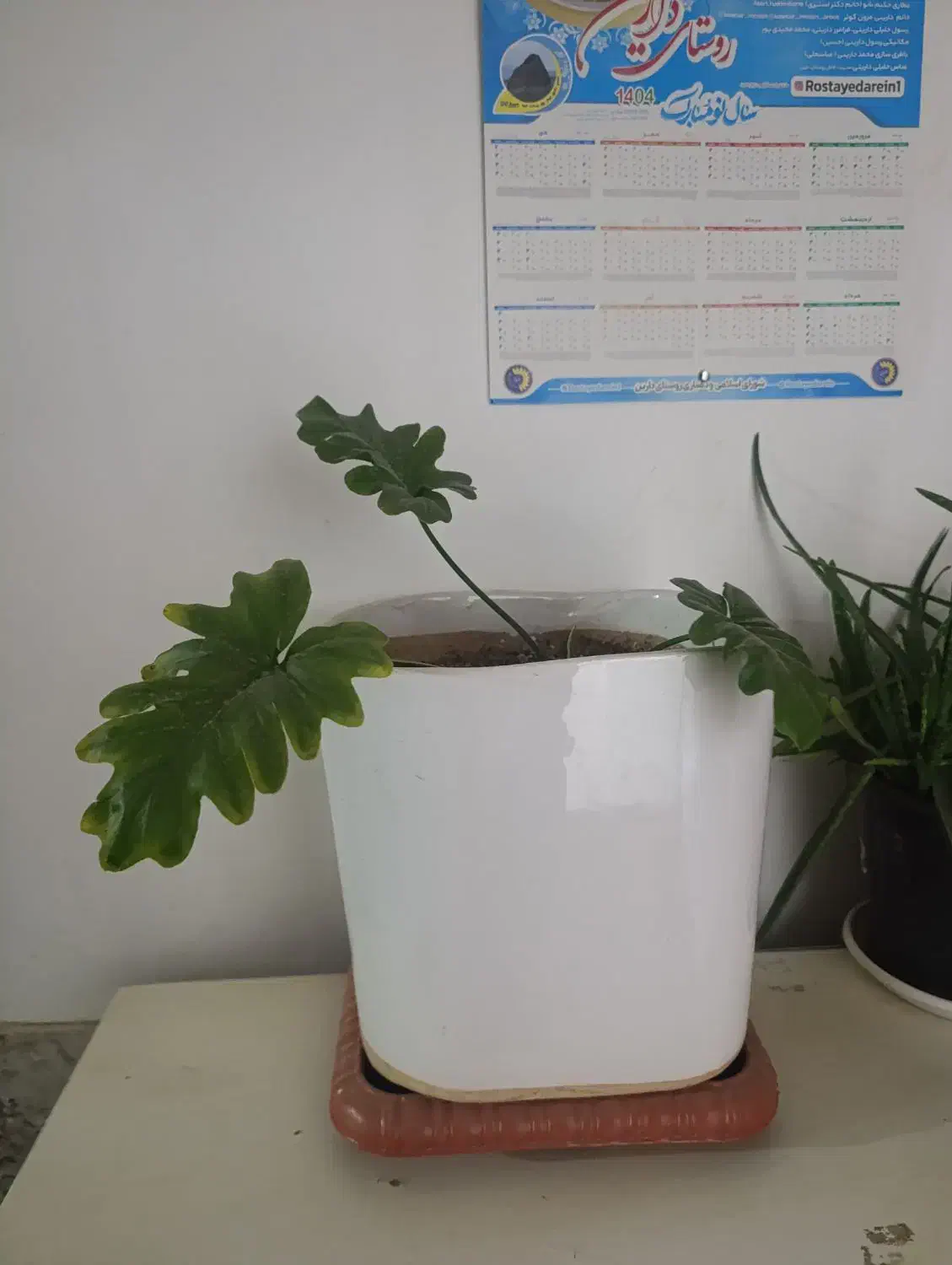 گل قشنگ با گلدون بزرگ|گل و گیاه طبیعی|سبزوار, هفت تیر|دیوار