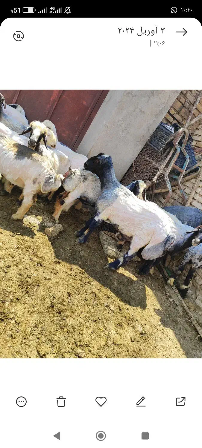 قوچ داشتی درجه یک|حیوانات مزرعه|سیدان, |دیوار