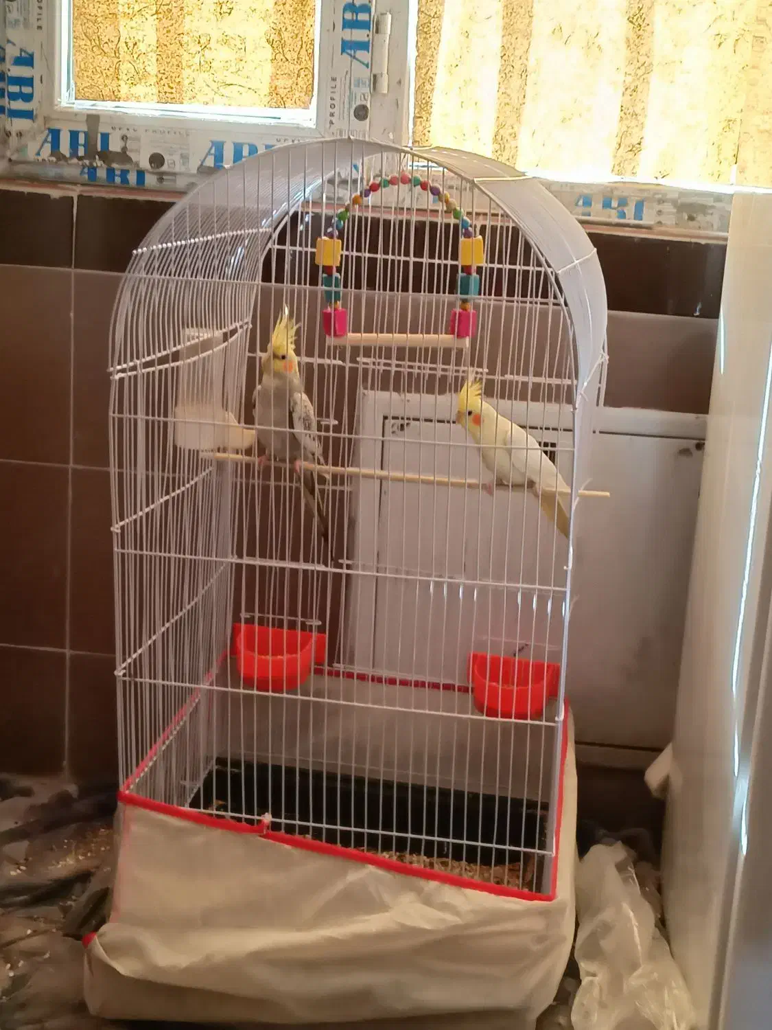 عروس هلندی نرو ماده دستی|پرنده|مشهد, شهرک مهرگان|دیوار