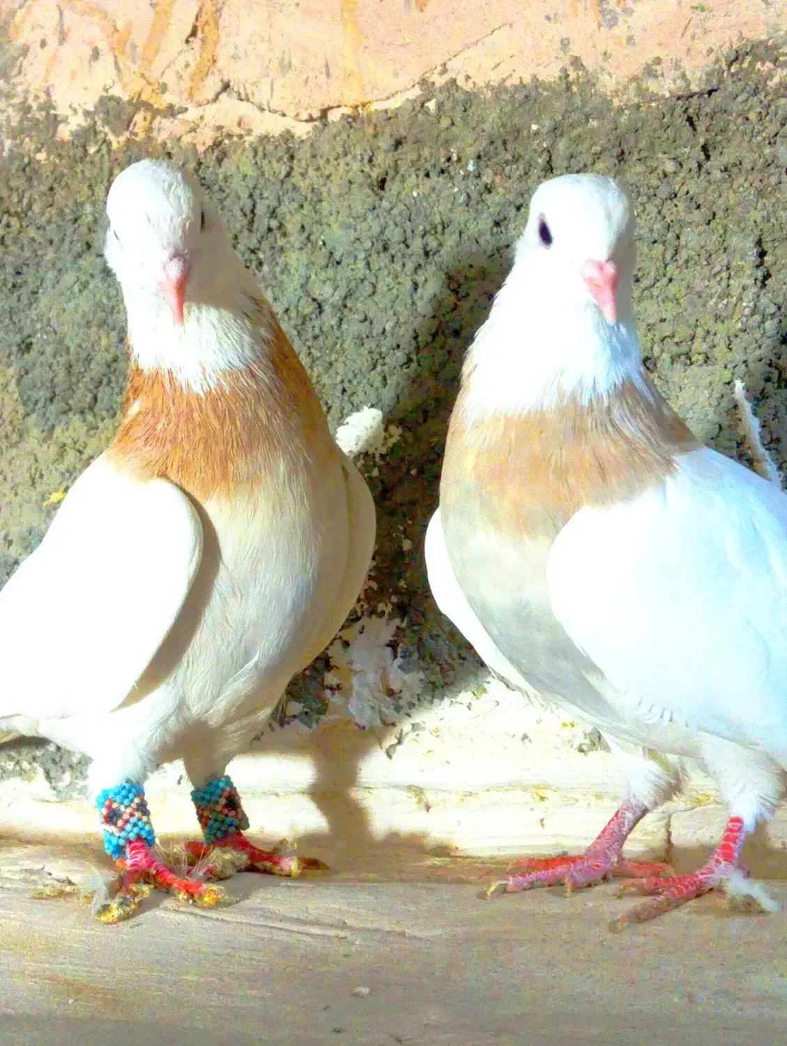 جفت طوقی|پرنده|شیروان (خراسان), |دیوار