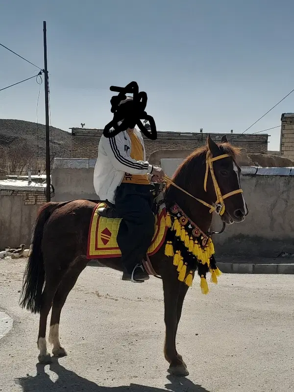 اسب|حیوانات مزرعه|بیجار, |دیوار
