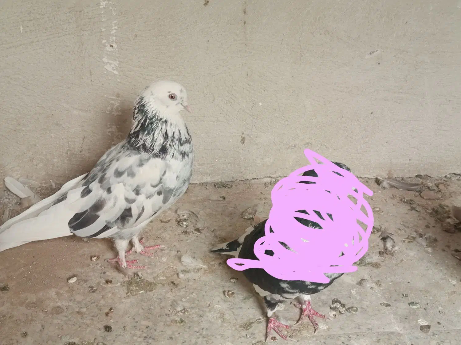 تعدادی کبوتر. سالم تکی یا باهم|پرنده|تهران, فرزانه|دیوار