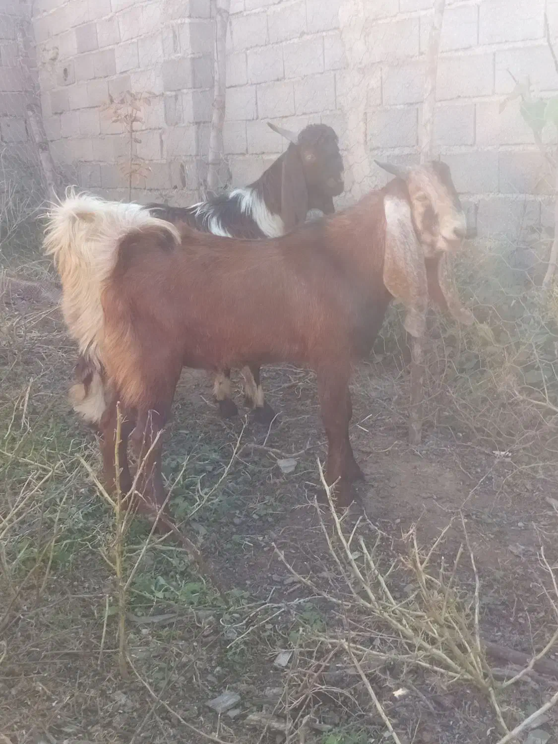 مشتری هستی تماس بگیر|حیوانات مزرعه|رامیان, |دیوار