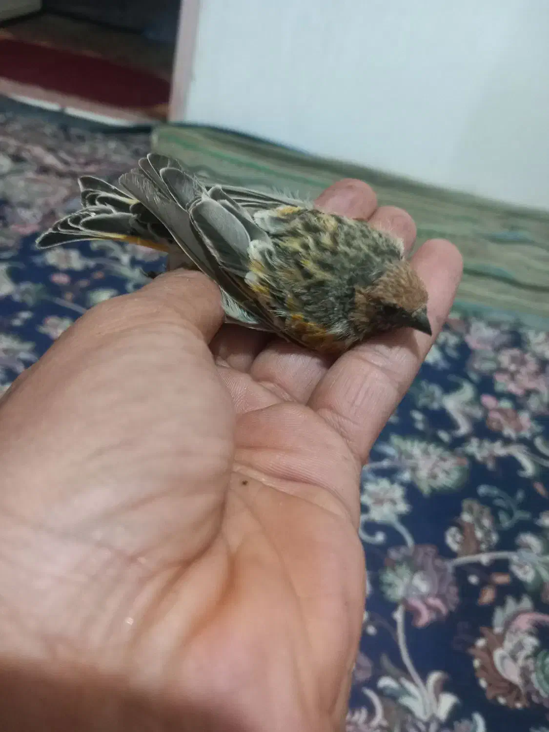 گلبسر|پرنده|کرمان, |دیوار