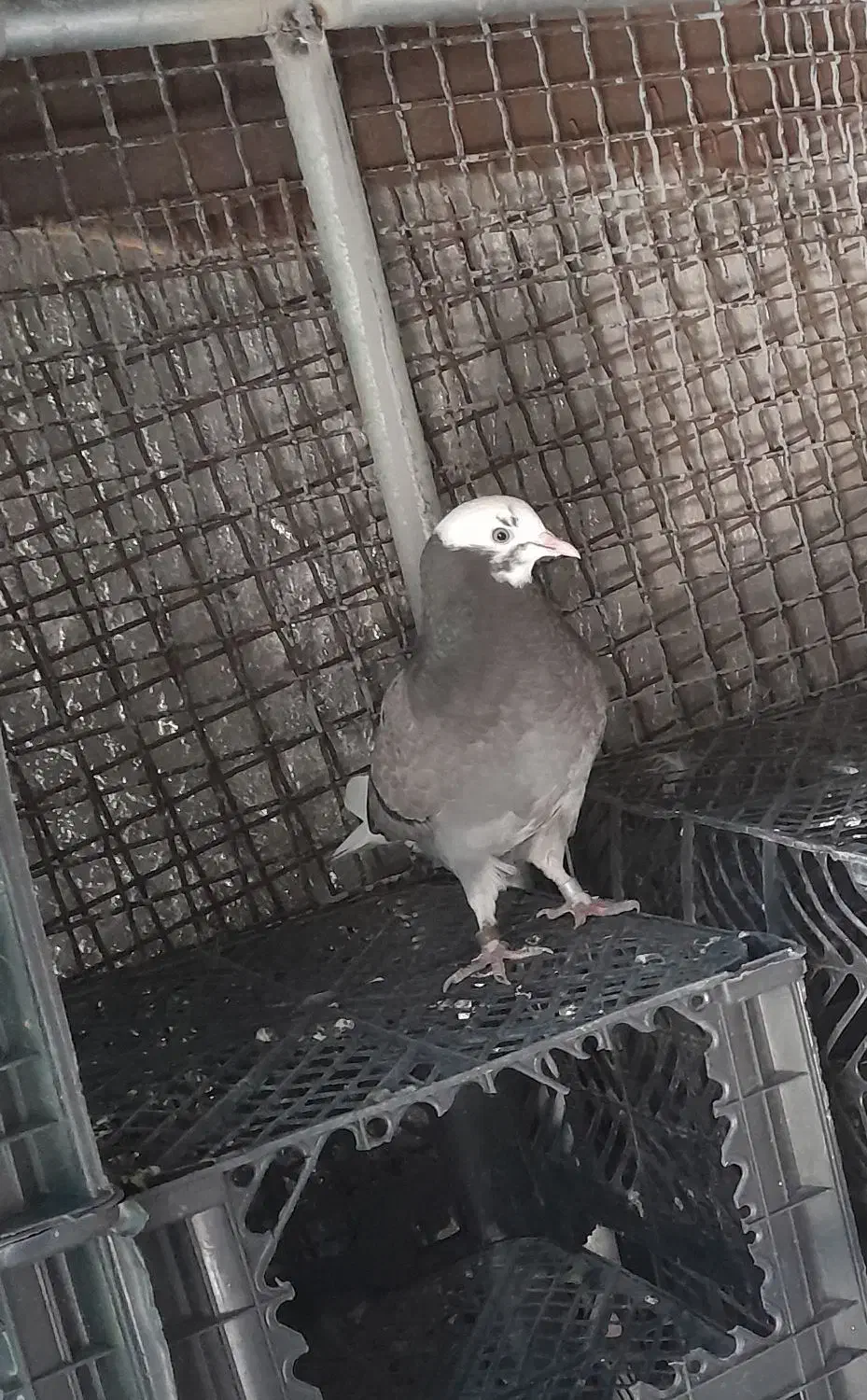 شازده سبزماده|پرنده|بندرعباس, |دیوار