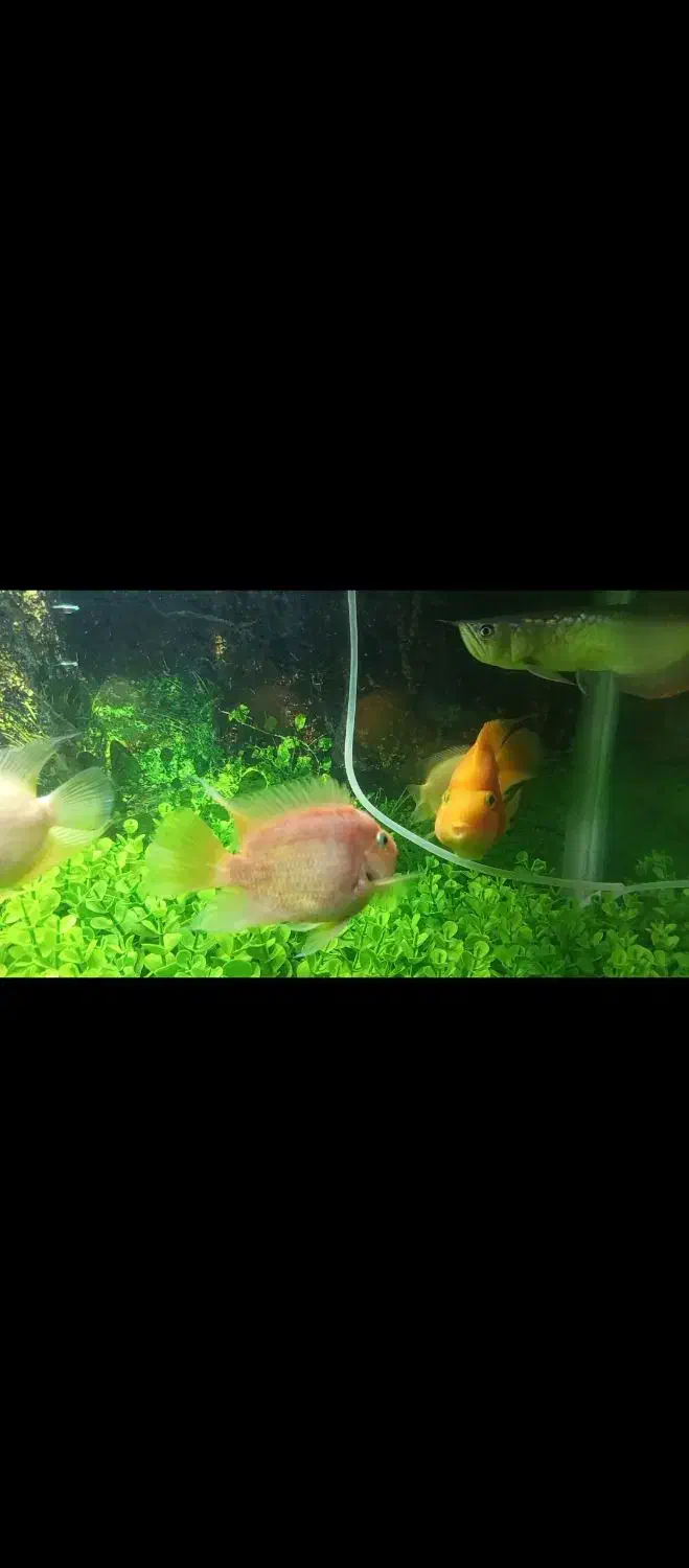 ماهی آروانا و اکواریوم|ماهی|کاشان, شهرک خاتم الانبیا (مسکن ملی کاشان)|دیوار