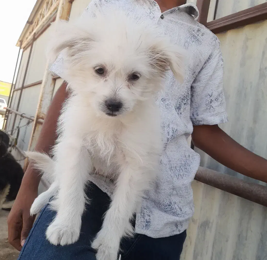 سگ پامر اشتپیز|سگ|بندرعباس, |دیوار