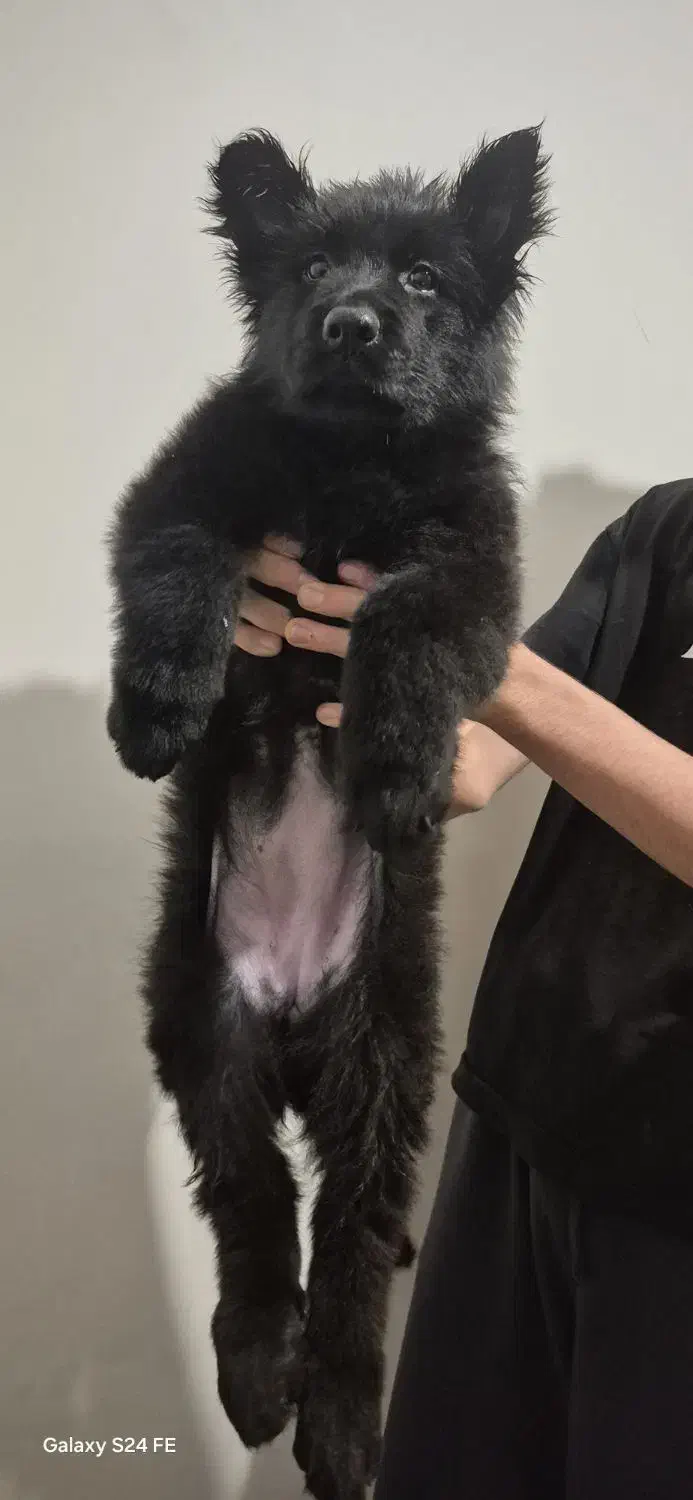 واگذاری توله ژرمن شولاین مو بلند|سگ|تبریز, |دیوار