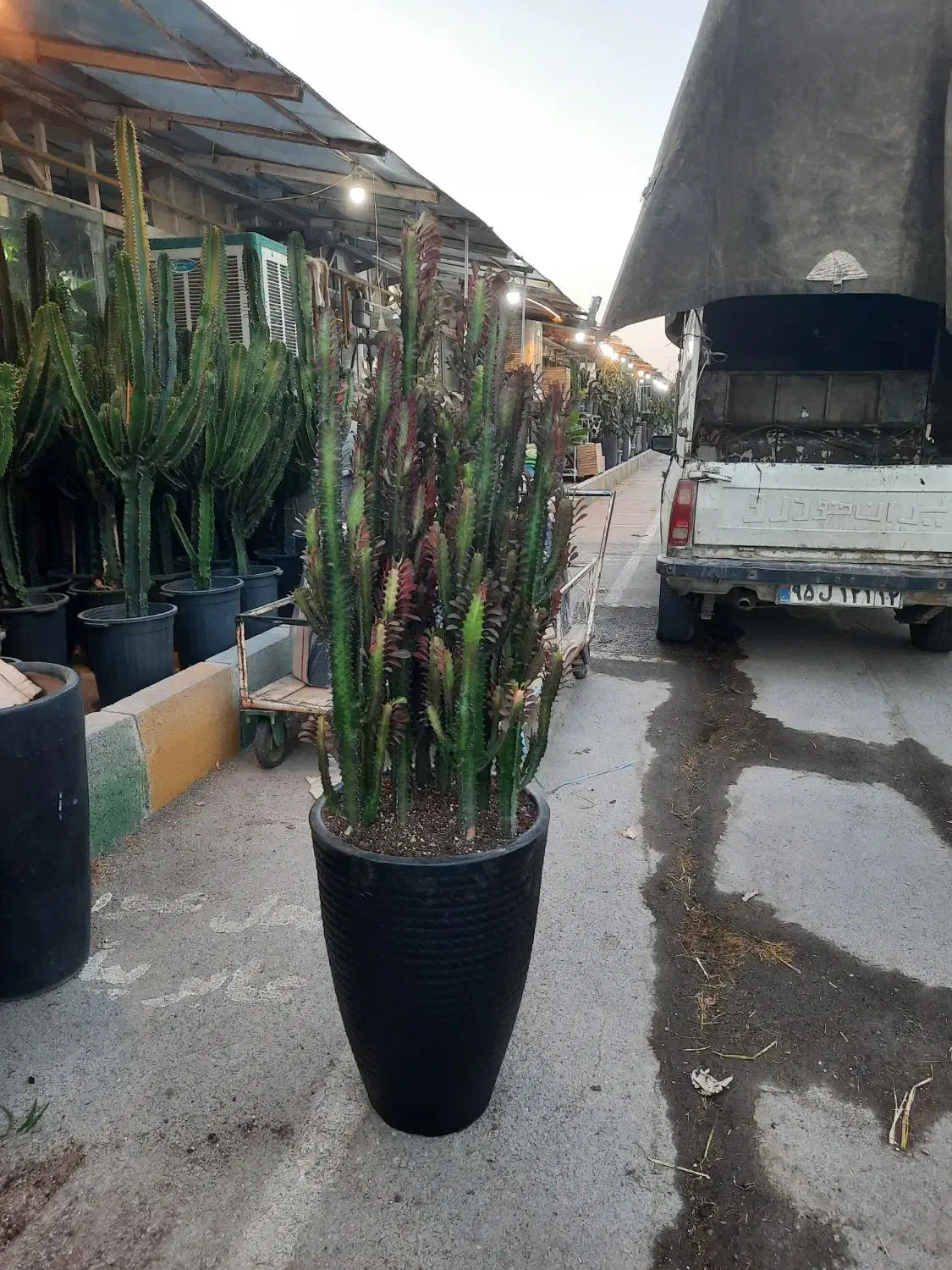 کاکتوس وگیاهان آپارتمانی|گل و گیاه طبیعی|مشهد, شهرک صنعتی توس|دیوار