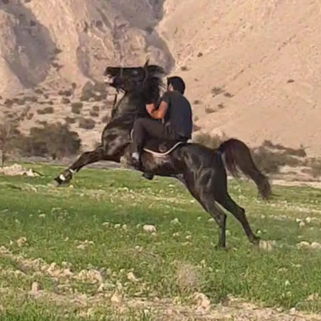 اسب مشکی|اسب و تجهیزات اسبسواری|بستک, |دیوار