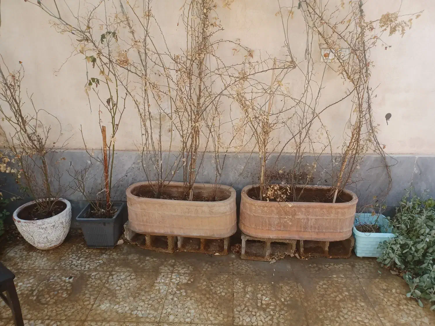 تعدادی گلدان|گل و گیاه طبیعی|شیراز, شهرک مطهری|دیوار