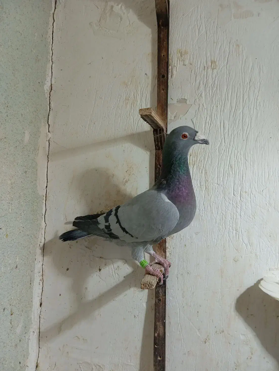 سار هفترنگ قره پولکی سبز|پرنده|مشهد, شهید قربانی|دیوار