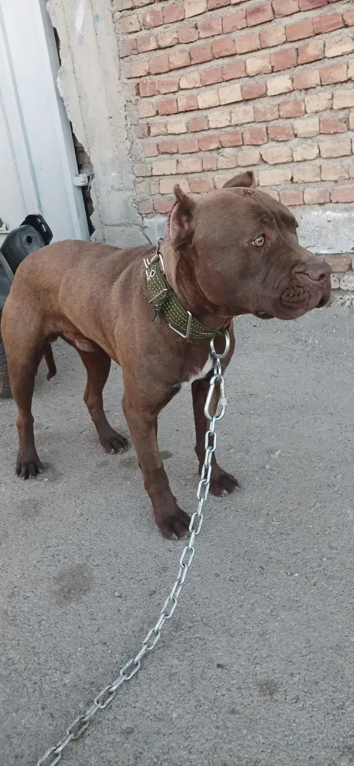 پیتبول|سگ|اردبیل, |دیوار